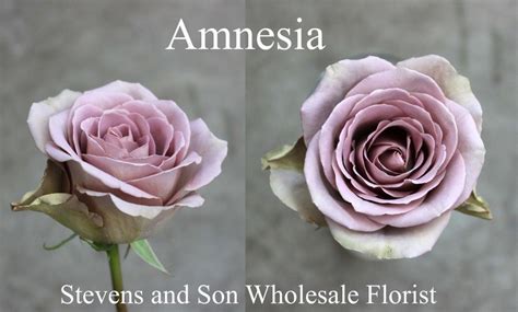 Amnesia - Photo Credit Allison Linder | Amnesia rose, Rose varieties ...