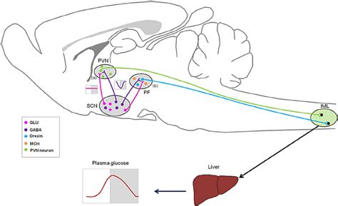 Schematic Representation Of Suprachiasmatic Nucleus Scnautonomic