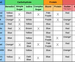 Labster Introduction To Food Macromolecules Answer Key