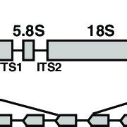 Structure Of The Rdna In Saccharomyces Cerevisiae A Structure Of