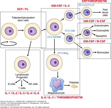 Hematology Flashcards Quizlet