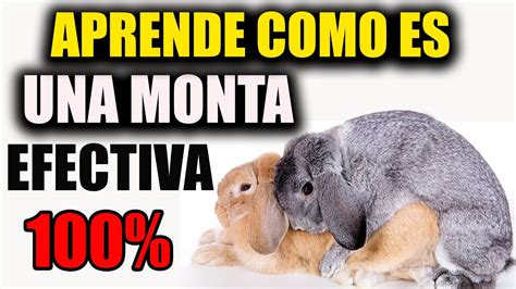 COMO Se Aparean Los CONEJOS Como Se REPRODUCEN Monta EFECTIVA