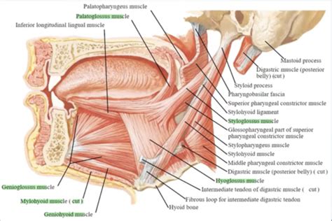 DAA Exam 2 Head Neck Muscles Muscles Of The Tongue Week 6