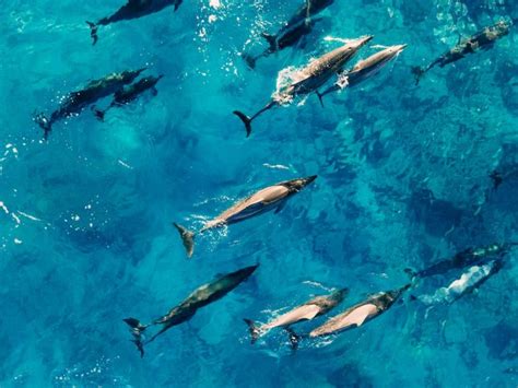 Nado Con Delfines En Canc N E Isla Mujeres Turismo