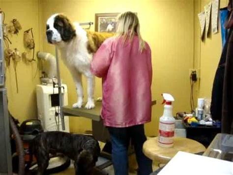 grooming a saint benard - YouTube | St bernard dogs, Grooming, Bernard dog