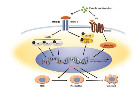 Schematic Diagram For The Activation Of Bmps Wnt And Mapk Pathways By Download Scientific