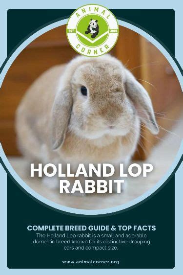 Holland Lop Rabbit Complete Pet Rabbit Breed Guide Top Facts