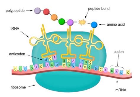 Nat Sf Topic 8 Protein Synthesis Diagram Quizlet