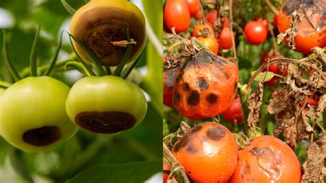 Common Tomato Problems How To Fix Them Patient Gardener