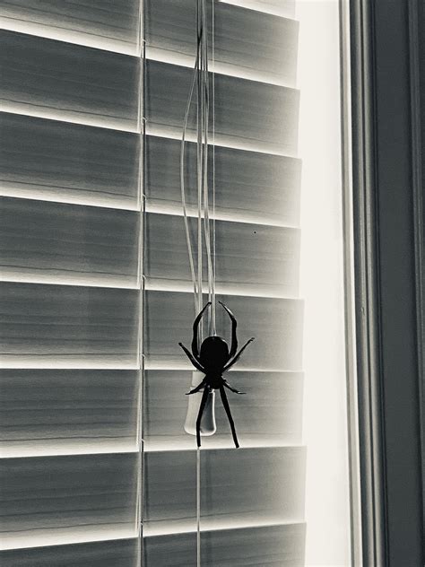 Creeping Black Widow Spider Crawling Black Widow Spider Etsy