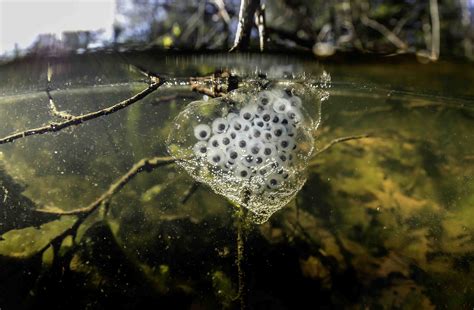 LEARN ABOUT SALAMANDERS | ReWa