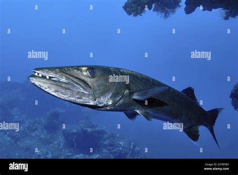 Adult Great Barracuda Sphyraena Barracuda Solitary Living Fish