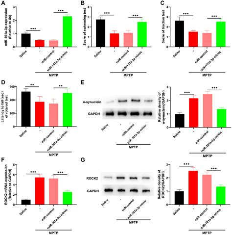 Mir 101a 3prock2 Axis Regulates Neuronal Injury In Parkinsons Disease