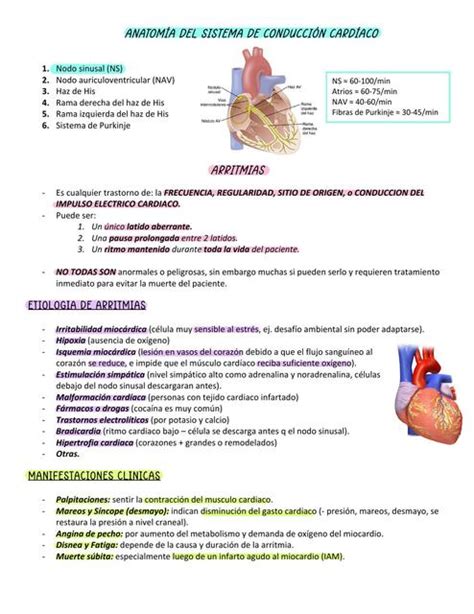 Anatom A Del Sistema De Conducci N Cardiaco Constanza Foucaut Udocz