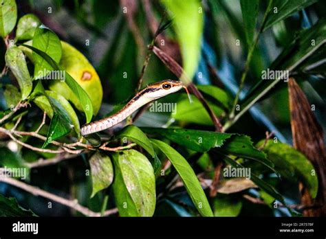 Hidden Snake In A Rainforest Stock Photo Alamy