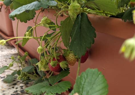 Jak P Stovat Jahody V Truhl Ku Na Balk N Balkonovadzungle Cz