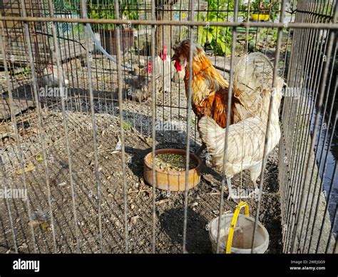 Australian Species Hi Res Stock Photography And Images Alamy