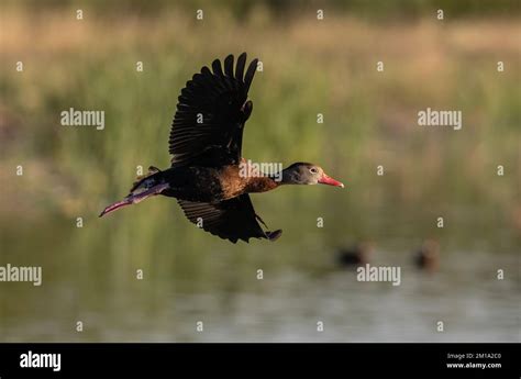Black Bellied Whistling Duck Dendrocygna Autumnalis In Flight Stock
