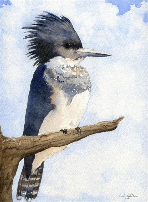 Belted Kingfisher Painting By Vickie Blair Fine Art America