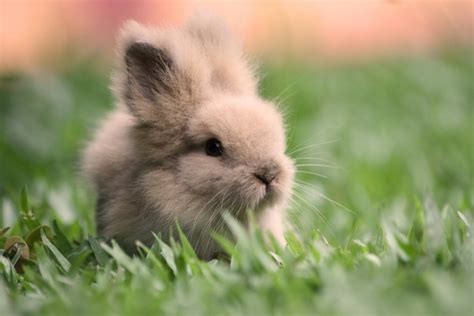 Fluffy Bunny Wallpapers Wallpaper Cave