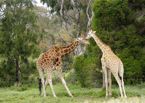 werribee-zoo-4 « Waverley Camera Club