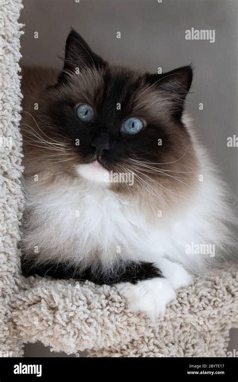 Seal Ragdoll Cat