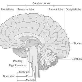 Basic Human Brain Diagram Unlabeled