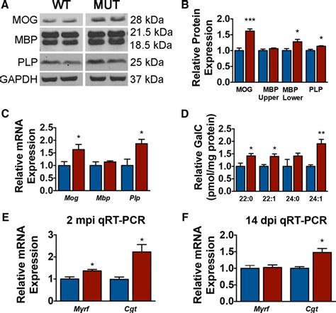Enhanced ERK1 2 Signaling In Mature OLs Of Adult Mice Drives The