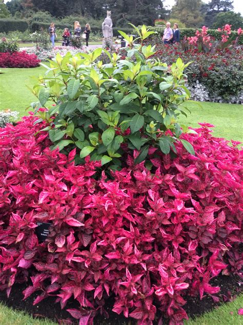 17 Spectacular Coleus Varieties For Sun Tips To Grow Artofit