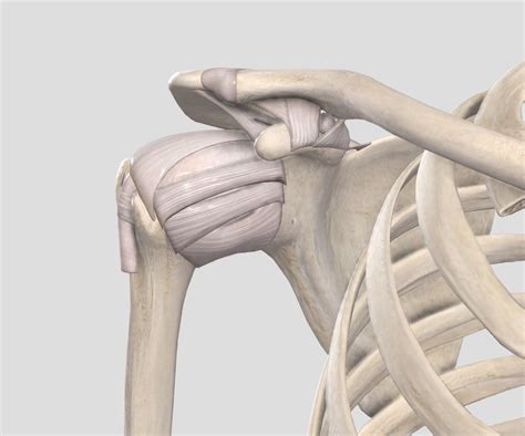 Shoulder Joint Ligaments: Anterior View Diagram | Quizlet