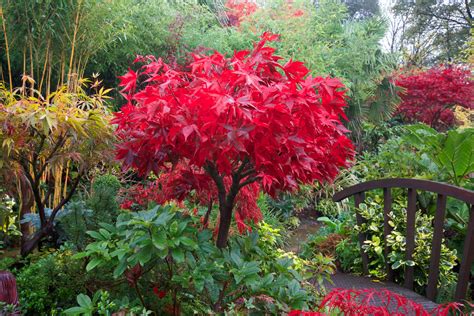 How To Grow Acer Palmatum Osakazuki The Garden Of Eaden