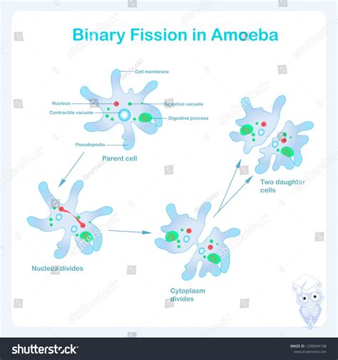 Amoeba Reproduction Scheme Binary Fission Reproduction In Amoeba Stock Vector Illustration For