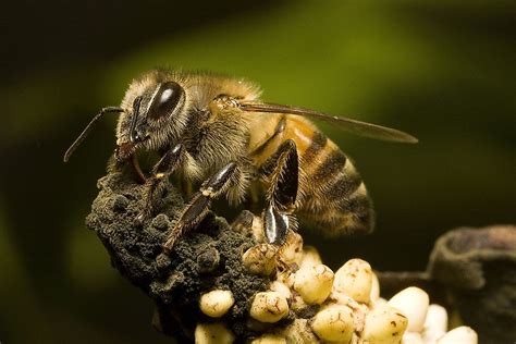 What Are Africanized Bees? - WorldAtlas