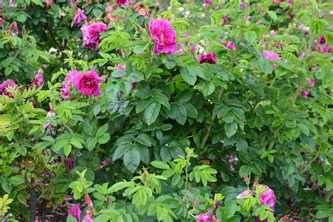 How To Grow And Care For Rugosa Roses Gardeners Path