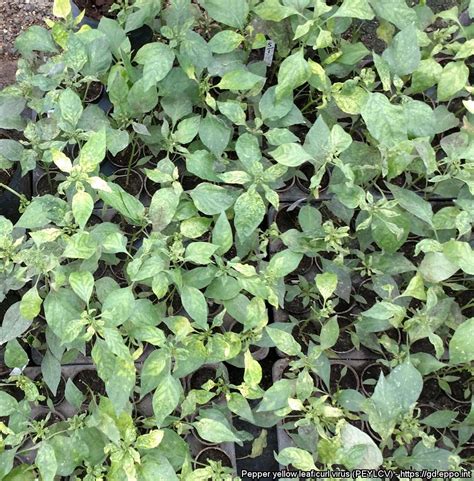 Pepper Yellow Leaf Curl Virus Peylcv [photos] Eppo Global Database