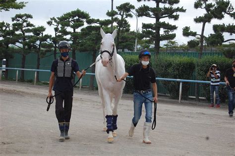 ソダシ 函館入り 札幌記念へ調整、須貝師「盛り上がってくれたらいいね」― スポニチ Sponichi Annex ギャンブル