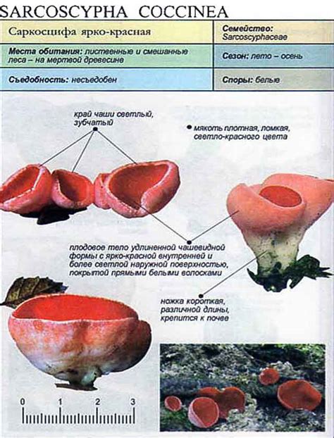 Саркосцифа ярко-красная (Sarcoscypha coccinea) / Съедобные грибы, ягоды ...