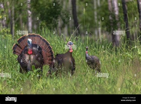 Eine Henne Stockfotos Und Bilder Kaufen Alamy