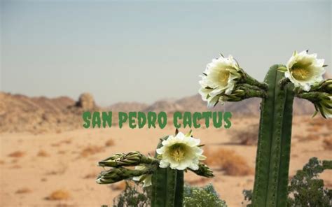 San Pedro Cactus Everything You Need To Know Nature S Bridge To The Spiritual Realm San