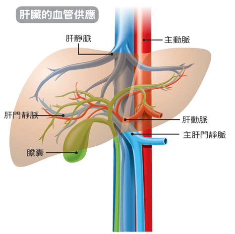 好心肝會刊 肝基會