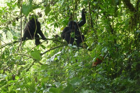 Tipping On Safaris In Uganda How Much I Should Tip