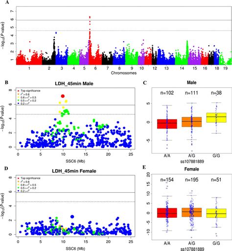 Identification Of Sexually Dimorphic Loci Using A Sex Stratified Gwas