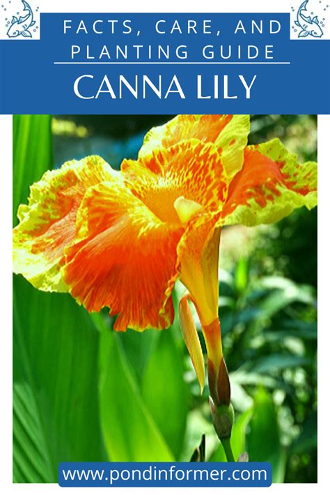 Canna Lily Care Guide Complete Guide For How To Grow Canna Lilies Artofit