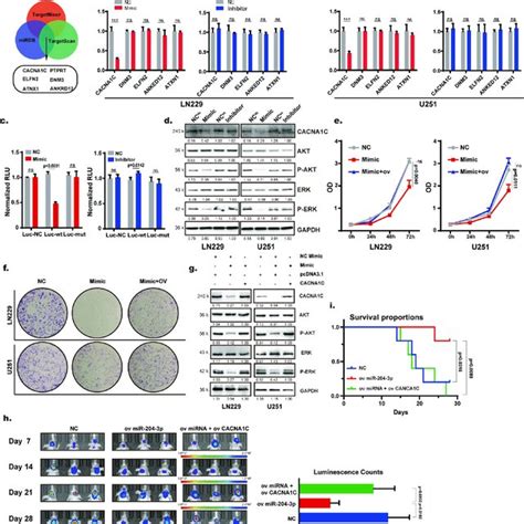 Mir 204 3p Inhibited Gbm Proliferation Through Cacna1cmapk Pathway A