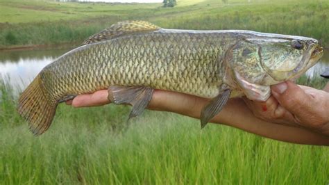 Traíra Peixe Tipos Características Alimentação Habitat E Receitas