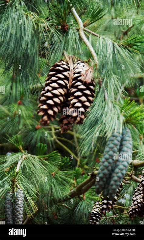 Pinus Strobus Hi Res Stock Photography And Images Alamy