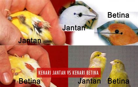 5 Perbedaan Kenari Jantan Dan Betina Dari Fisik Berdasarkan Umur Dan