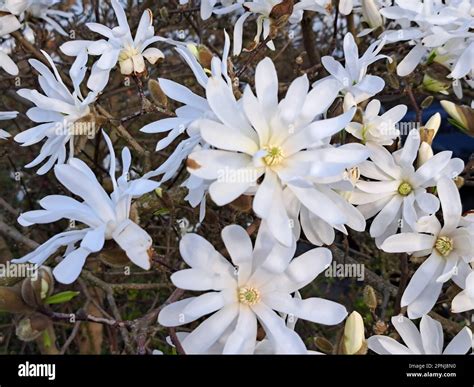 White Flowers Of The Star Magnolia Magnolia Stellata During Spring In