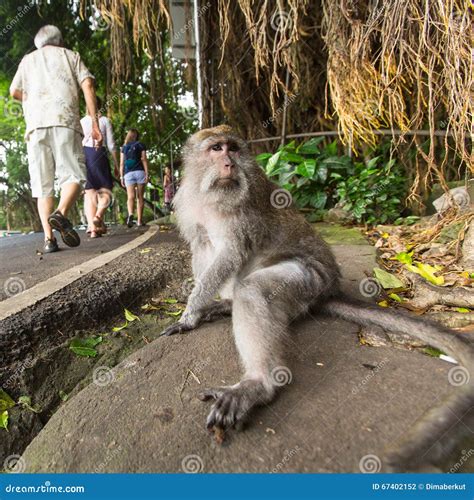 Macaco Na Rua No Centro De Ubud a Cidade é Um Das Artes De Bali E De