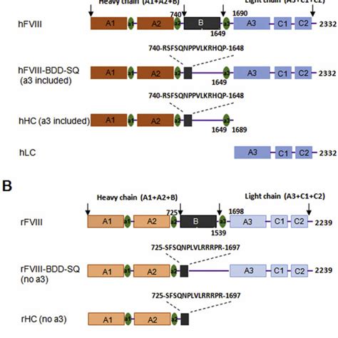 Schematic Representation Of The FVIII Constructs A Schematics Of